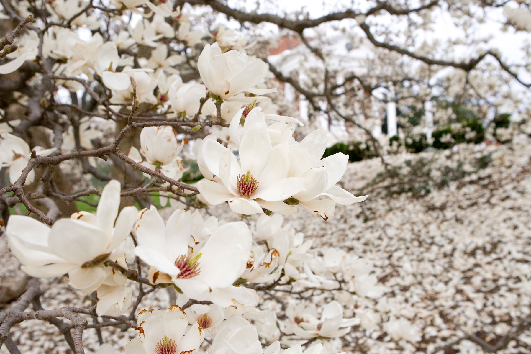 Spring_Magnolia_03HR_DA-1
