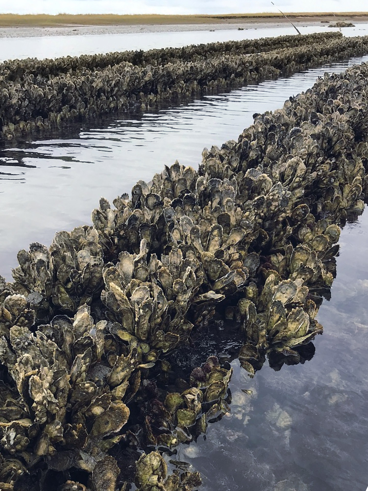 Oyster reef