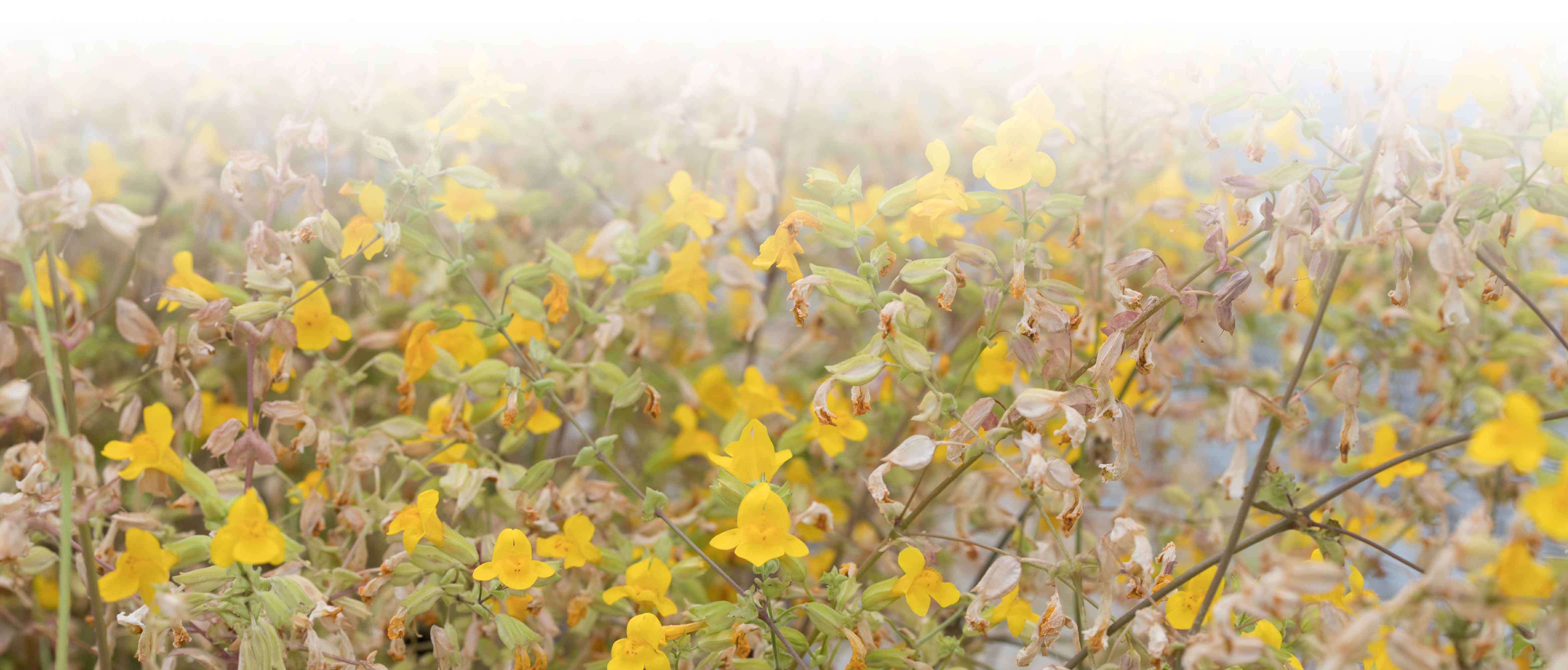 Yellow Flowers