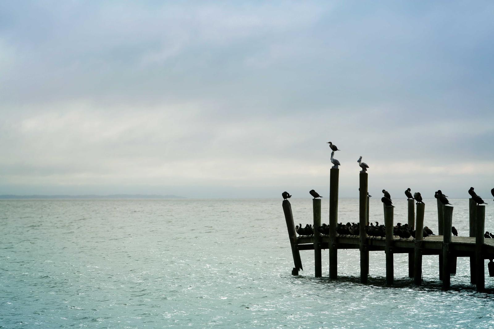 Birds near pier