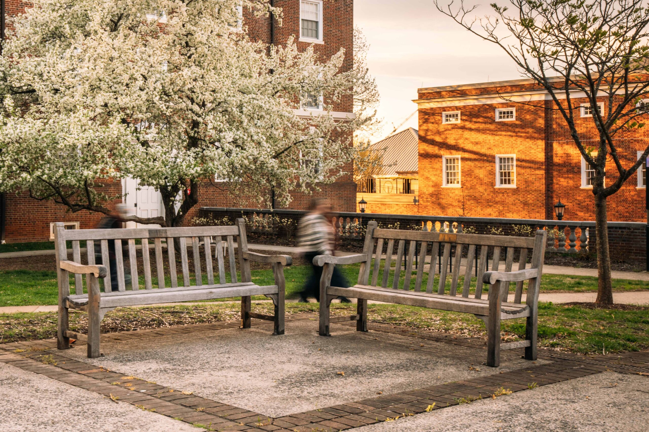 Spring time view of UVA with flower petals along the ground and Memorial Benches in background